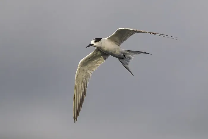 Gerahmter Druck : Gelbfußseeschwalbe, Sterna hirundo Gerahmter Druck : Gelbfußseeschwalbe, Sterna hirundo