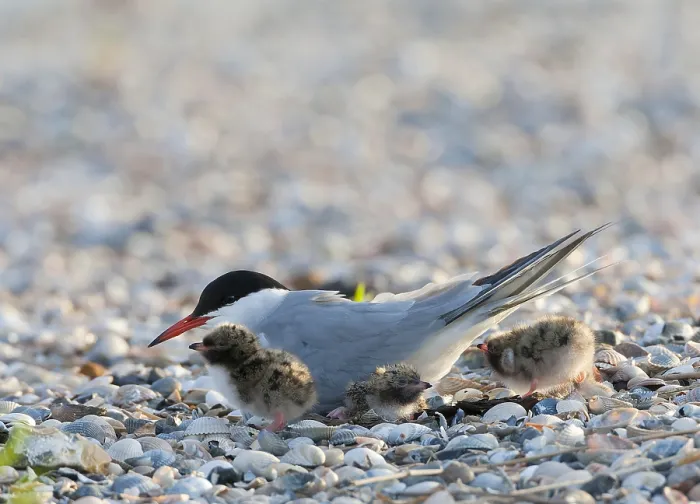 Gerahmter Druck : Gelbfuß-Seeschwalbe, Sterna hirundo Gerahmter Druck : Gelbfuß-Seeschwalbe, Sterna hirundo