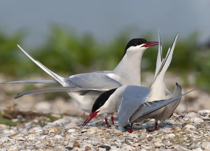 Gerahmter Druck : Gelbfuß-Tern, Sterna hirundo. Gerahmter Druck : Gelbfuß-Tern, Sterna hirundo.