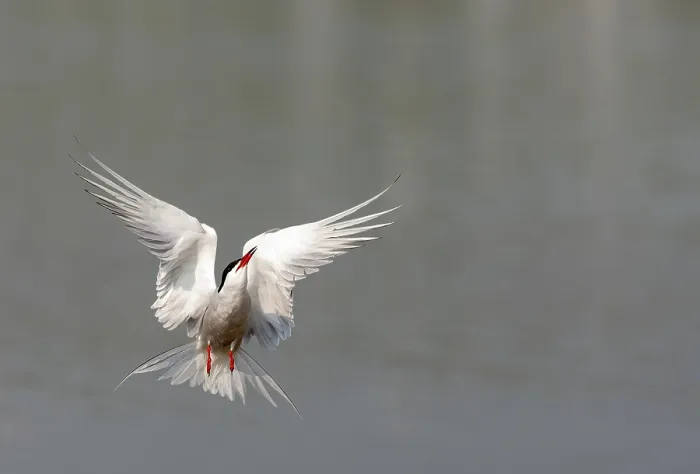 Gerahmter Druck : Gelbhals-Seeschwalbe, Sterna hirundo.
