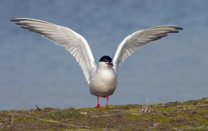 Gerahmter Druck : Gelbhals-Seeschwalbe, Sterna hirundo Gerahmter Druck : Gelbhals-Seeschwalbe, Sterna hirundo