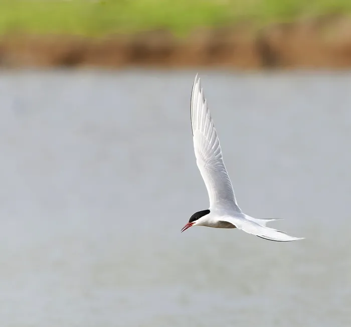 Gerahmter Druck : Gelbbauchsturmtaucher, Sterna hirundo Gerahmter Druck : Gelbbauchsturmtaucher, Sterna hirundo