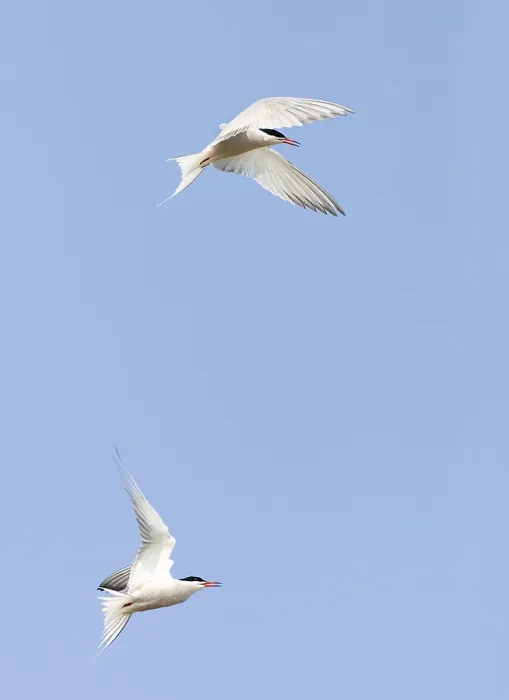 Gerahmter Druck : Gelbhalssturmtaucher, Sterna hirundo Gerahmter Druck : Gelbhalssturmtaucher, Sterna hirundo