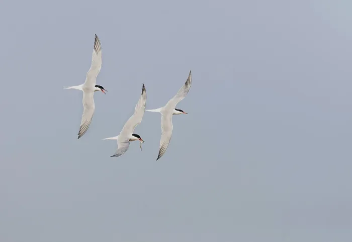 Gerahmter Druck : Gelbfußtern, Sterna hirundo. Gerahmter Druck : Gelbfußtern, Sterna hirundo.