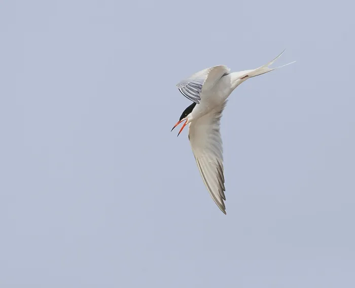 Gerahmter Druck : Gelbfußtern, Sterna hirundo.