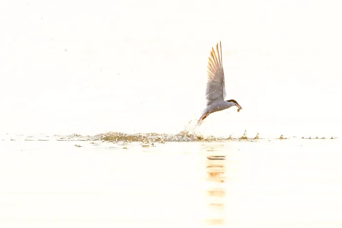 Gerahmter Druck : Gelbbauchsturmtaucher, Sterna hirundo Gerahmter Druck : Gelbbauchsturmtaucher, Sterna hirundo