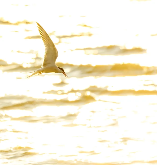 Gerahmter Druck : Gelbfuß-Tern, Sterna hirundo Gerahmter Druck : Gelbfuß-Tern, Sterna hirundo