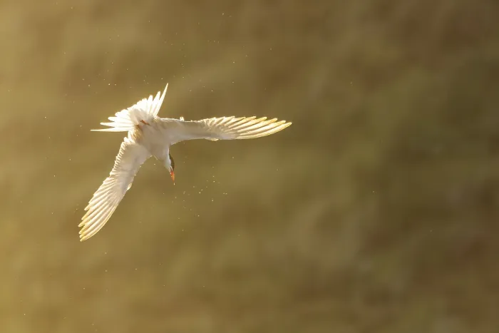 Gerahmter Druck : Gelbfuß-Tern, Sterna hirundo Gerahmter Druck : Gelbfuß-Tern, Sterna hirundo