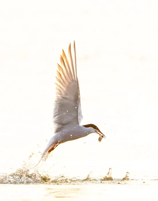 Gerahmter Druck : Gelbbauchsturmtaucher, Sterna hirundo Gerahmter Druck : Gelbbauchsturmtaucher, Sterna hirundo