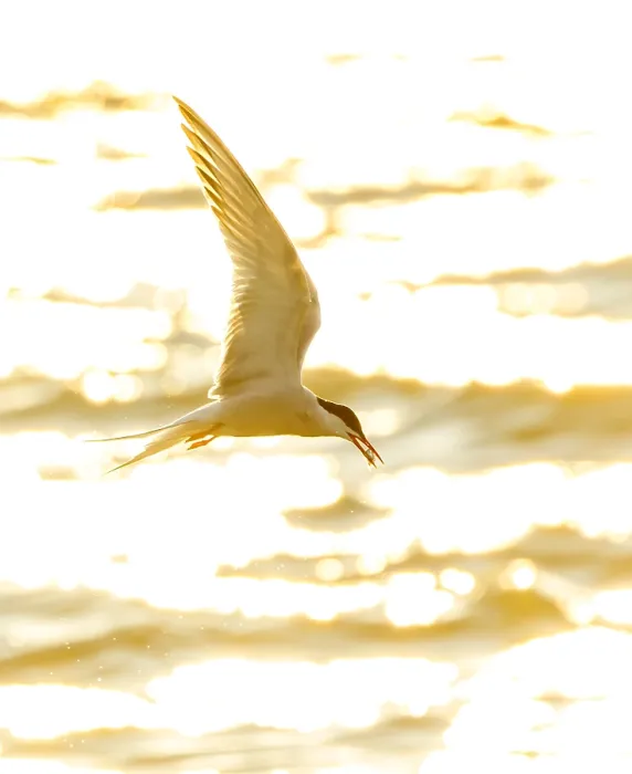 Gerahmter Druck : Gelbfuß-Seeschwalbe, Sterna hirundo Gerahmter Druck : Gelbfuß-Seeschwalbe, Sterna hirundo