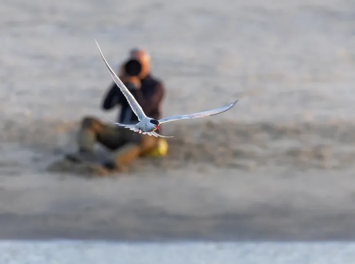Gerahmter Druck : Gelbfuß-Seeschwalbe, Sterna hirundo Gerahmter Druck : Gelbfuß-Seeschwalbe, Sterna hirundo