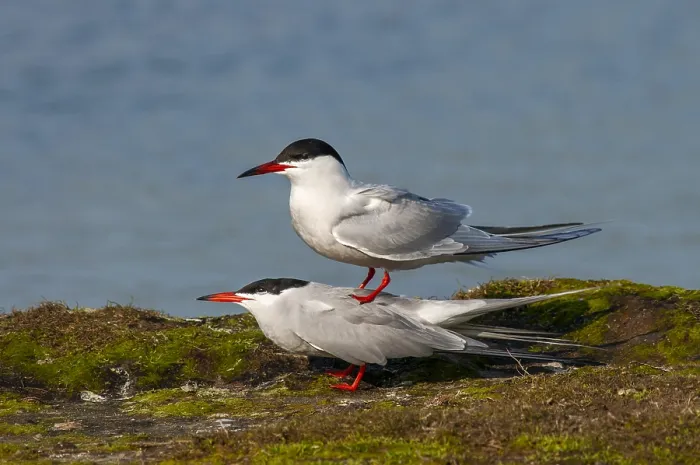 Gerahmter Druck : Graureiher, Sterna hirundo Gerahmter Druck : Graureiher, Sterna hirundo