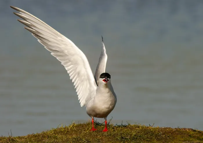 Gerahmter Druck : Gelbbauchseeschwalbe, Sterna hirundo Gerahmter Druck : Gelbbauchseeschwalbe, Sterna hirundo
