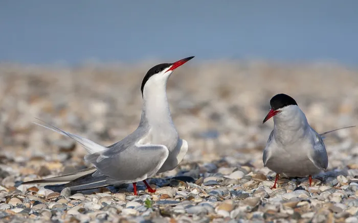 Gerahmter Druck : Gelbbäuchter Schreiberling, Sterna hirundo Gerahmter Druck : Gelbbäuchter Schreiberling, Sterna hirundo