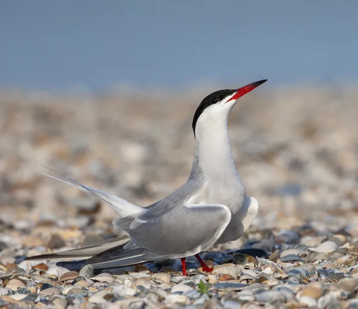 Gerahmter Druck : Gelbfuß-Seeschwalbe, Sterna hirundo Gerahmter Druck : Gelbfuß-Seeschwalbe, Sterna hirundo