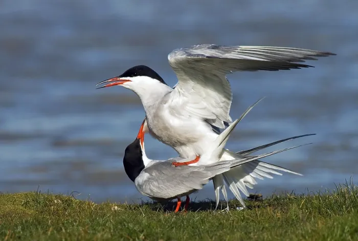 Gerahmter Druck : Gelbbauchsturmtaucher, Sterna hirundo Gerahmter Druck : Gelbbauchsturmtaucher, Sterna hirundo