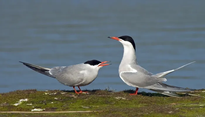 Gerahmter Druck : Gelbfuß-Tern, Sterna hirundo Gerahmter Druck : Gelbfuß-Tern, Sterna hirundo