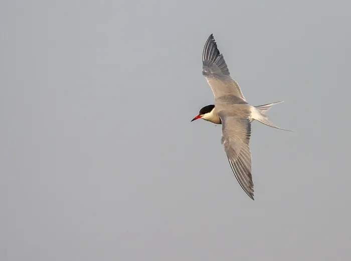 Gerahmter Druck : Gelbbauchseeschwalbe, Sterna hirundo Gerahmter Druck : Gelbbauchseeschwalbe, Sterna hirundo