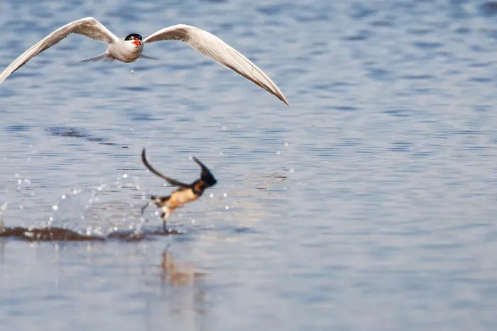 Gerahmter Druck : Gelbfuß-Tern, Sterna hirundo Gerahmter Druck : Gelbfuß-Tern, Sterna hirundo