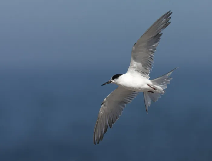 Gerahmter Druck : Gelbbauchsturmtaucher, Sterna hirundo Gerahmter Druck : Gelbbauchsturmtaucher, Sterna hirundo