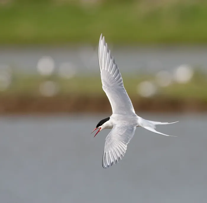 Gerahmter Druck : Gelbbauchsturmtaucher, Sterna hirundo Gerahmter Druck : Gelbbauchsturmtaucher, Sterna hirundo