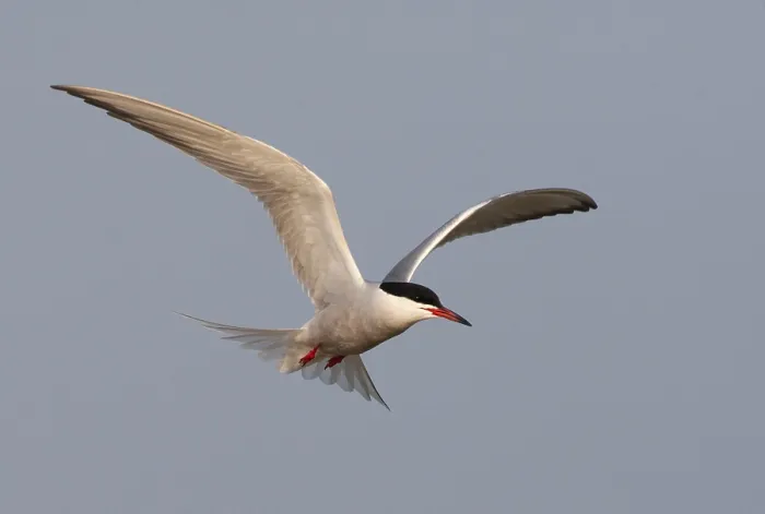 Gerahmter Druck : Gelbbauchsturmtaucher, Sterna hirundo Gerahmter Druck : Gelbbauchsturmtaucher, Sterna hirundo