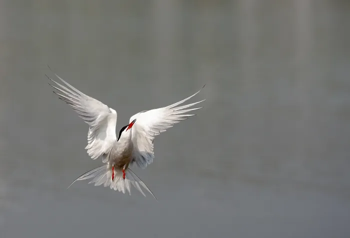 Gerahmter Druck : Graureiher, Sterna hirundo