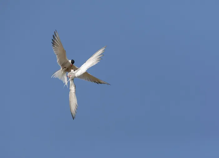 Gerahmter Druck : Gelbfuß-Sterntaucher, Sterna hirundo Gerahmter Druck : Gelbfuß-Sterntaucher, Sterna hirundo