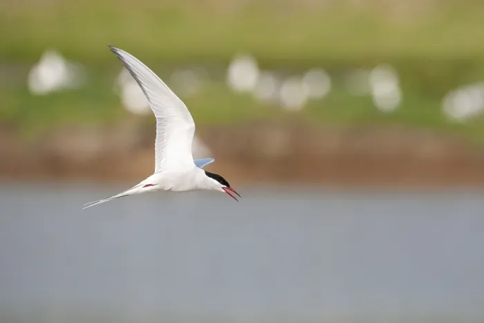Gerahmter Druck : Gelbfuß-Flussseeschwalbe, Sterna hirundo Gerahmter Druck : Gelbfuß-Flussseeschwalbe, Sterna hirundo