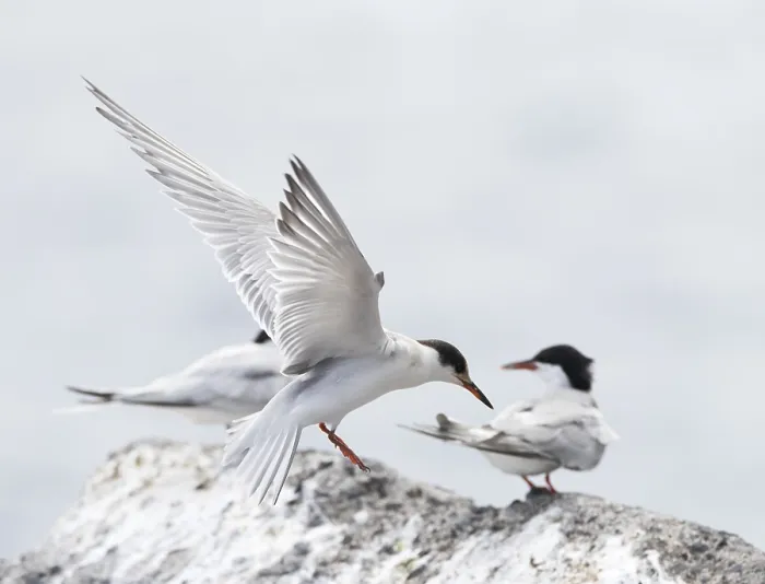 Gerahmter Druck : Gelbhalsseeschwalbe, Sterna hirundo Gerahmter Druck : Gelbhalsseeschwalbe, Sterna hirundo