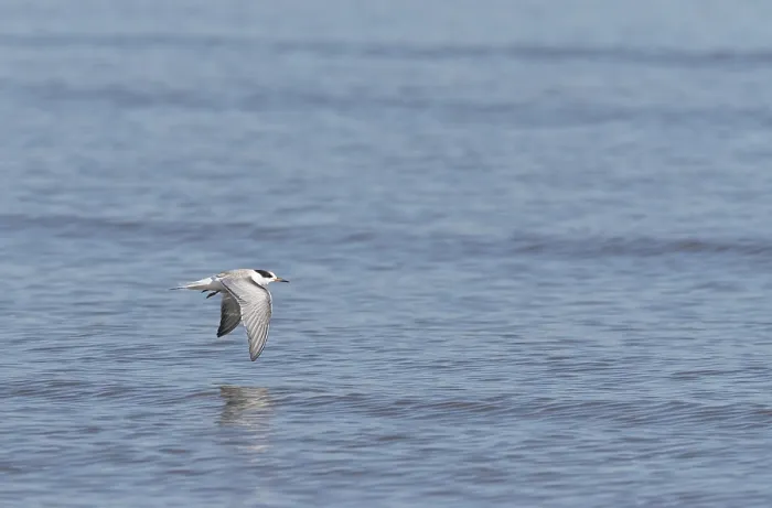 Gerahmter Druck : Gelbbauchsturmtaucher, Sterna hirundo Gerahmter Druck : Gelbbauchsturmtaucher, Sterna hirundo