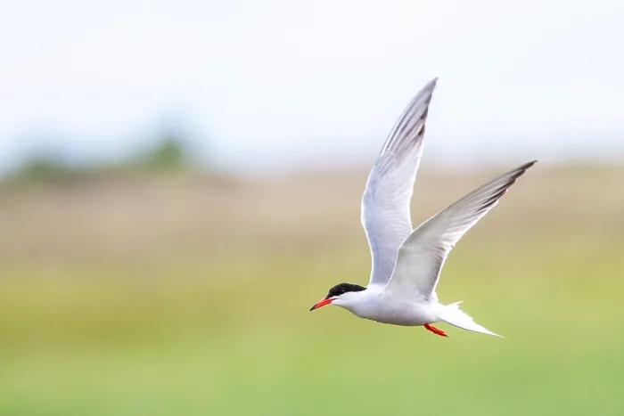 Gerahmter Druck : Gelbfuß-Sterntaucher, Sterna hirundo Gerahmter Druck : Gelbfuß-Sterntaucher, Sterna hirundo