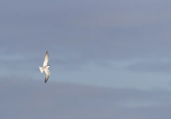 Gerahmter Druck : Gelbbauchsturmtaucher, Sterna hirundo Gerahmter Druck : Gelbbauchsturmtaucher, Sterna hirundo