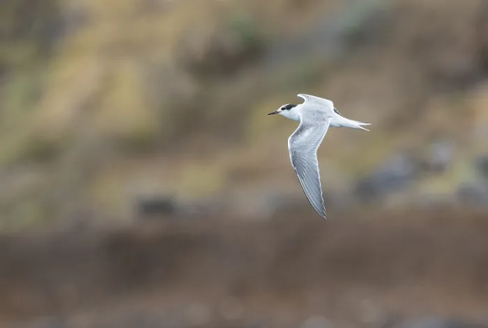 Gerahmter Druck : Common Tern, Sterna hirundo Gerahmter Druck : Common Tern, Sterna hirundo