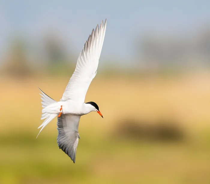Gerahmter Druck : Gelbschnabel-Tern, Sterna hirundo Gerahmter Druck : Gelbschnabel-Tern, Sterna hirundo