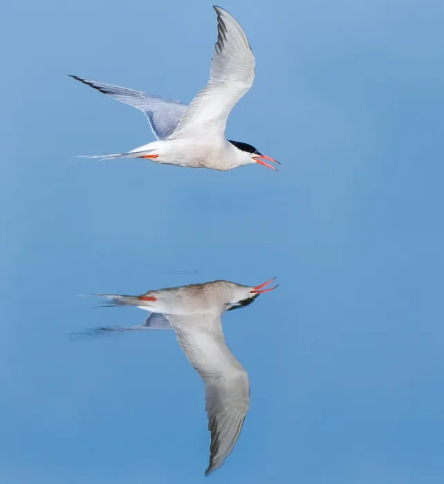 Gerahmter Druck : Gelbfuß-Tern, Sterna hirundo Gerahmter Druck : Gelbfuß-Tern, Sterna hirundo
