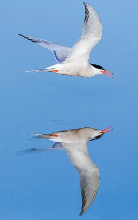 Gerahmter Druck : Gelbbauchsturmtaucher, Sterna hirundo Gerahmter Druck : Gelbbauchsturmtaucher, Sterna hirundo