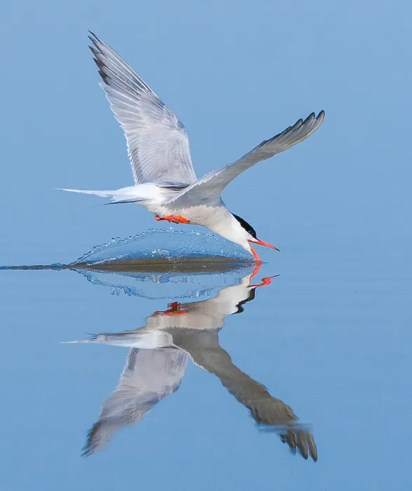 Gerahmter Druck : Gelbbauchsturmtaucher, Sterna hirundo