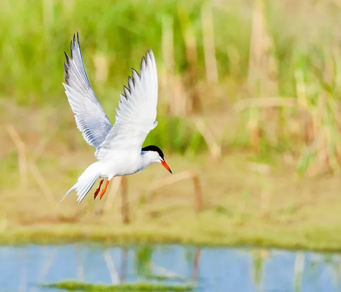 Gerahmter Druck : Gelbfuß-Tern, Sterna hirundo. Gerahmter Druck : Gelbfuß-Tern, Sterna hirundo.