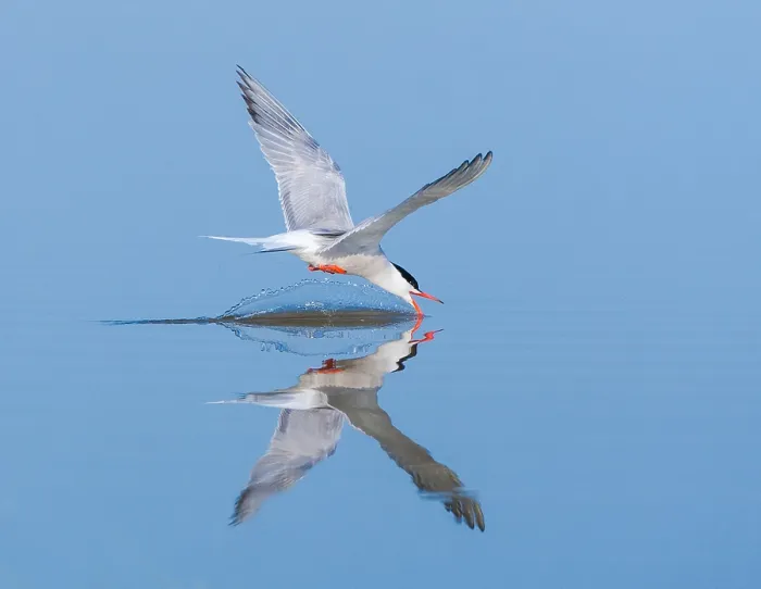 Gerahmter Druck : Gelbbauchsturmtaucher, Sterna hirundo Gerahmter Druck : Gelbbauchsturmtaucher, Sterna hirundo