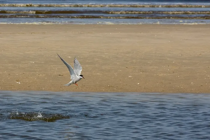 Gerahmter Druck : Gelbbauchsturmtaucher, Sterna hirundo Gerahmter Druck : Gelbbauchsturmtaucher, Sterna hirundo