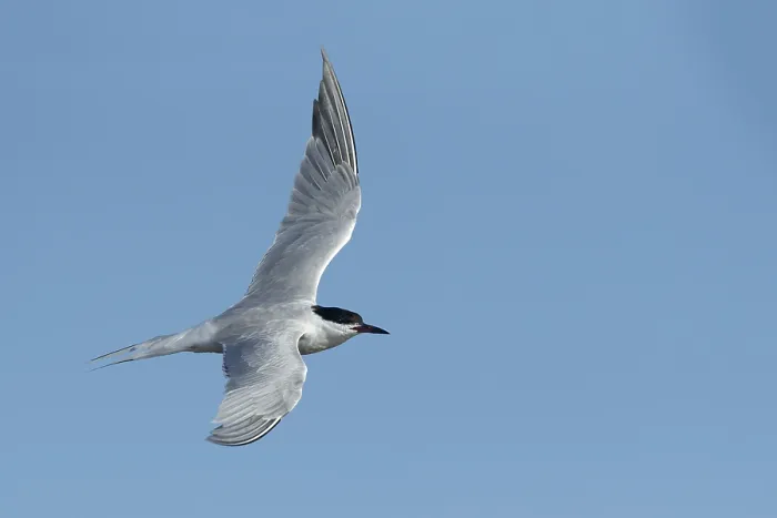 Gerahmter Druck : Gelbbauchsturmtaucher, Sterna hirundo Gerahmter Druck : Gelbbauchsturmtaucher, Sterna hirundo