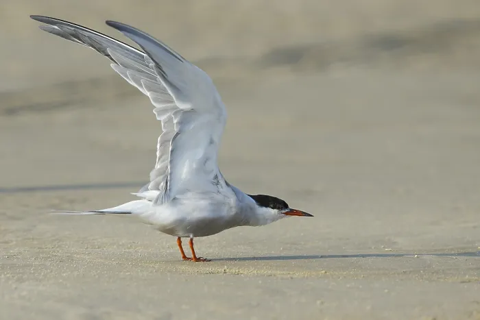 Gerahmter Druck : Gelbfuß-Tern, Sterna hirundo