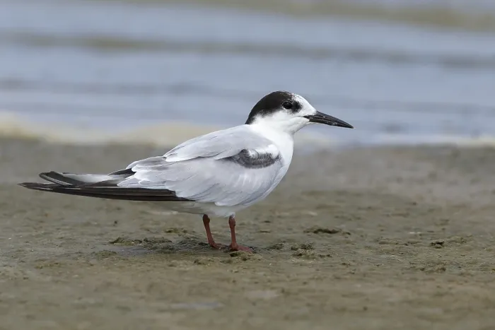 Gerahmter Druck : Gelbbraune SternSterna hirundo
