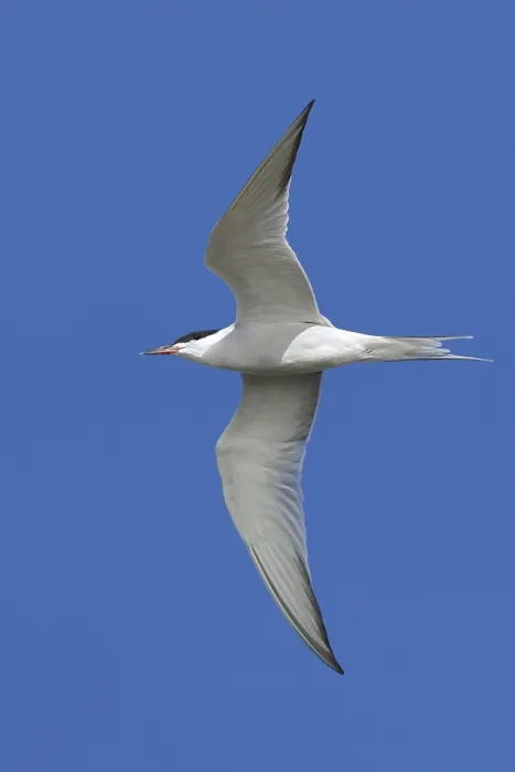 Gerahmter Druck : Gelbbauchsturmtaucher, Sterna hirundo Gerahmter Druck : Gelbbauchsturmtaucher, Sterna hirundo