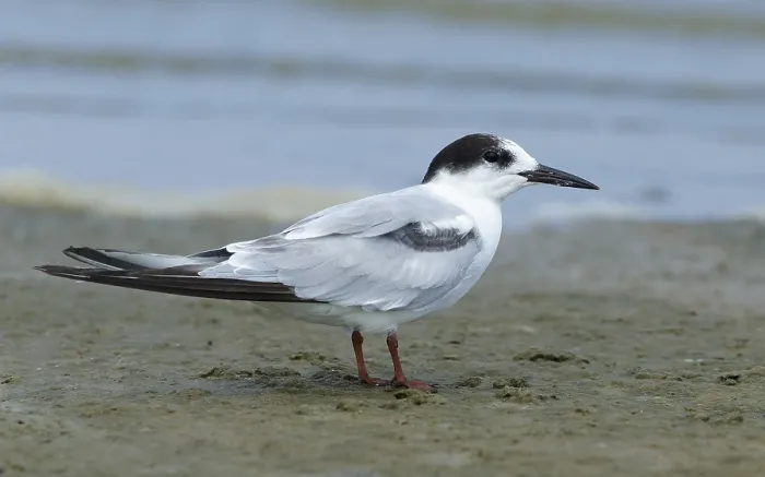 Gerahmter Druck : Gelbbauchsturmtaucher, Sterna hirundo Gerahmter Druck : Gelbbauchsturmtaucher, Sterna hirundo