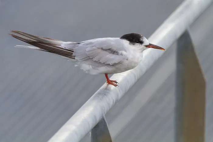 Gerahmter Druck : Graureiher, Sterna hirundo Gerahmter Druck : Graureiher, Sterna hirundo