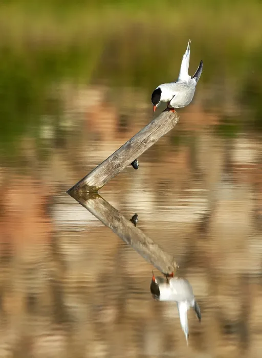 Gerahmter Druck : Gelbfußmöwe, Sterna hirundo Gerahmter Druck : Gelbfußmöwe, Sterna hirundo