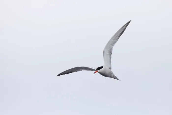 Gerahmter Druck : Gelbfußseeschwalbe, Sterna hirundo Gerahmter Druck : Gelbfußseeschwalbe, Sterna hirundo