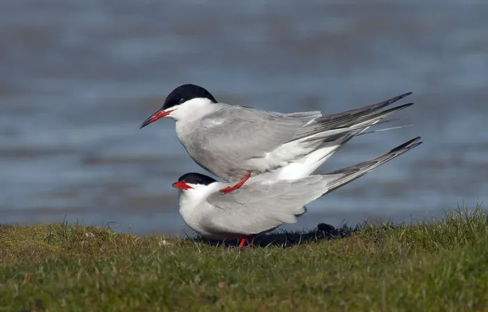 Gerahmter Druck : Gelbfußtern, Sterna hirundo Gerahmter Druck : Gelbfußtern, Sterna hirundo